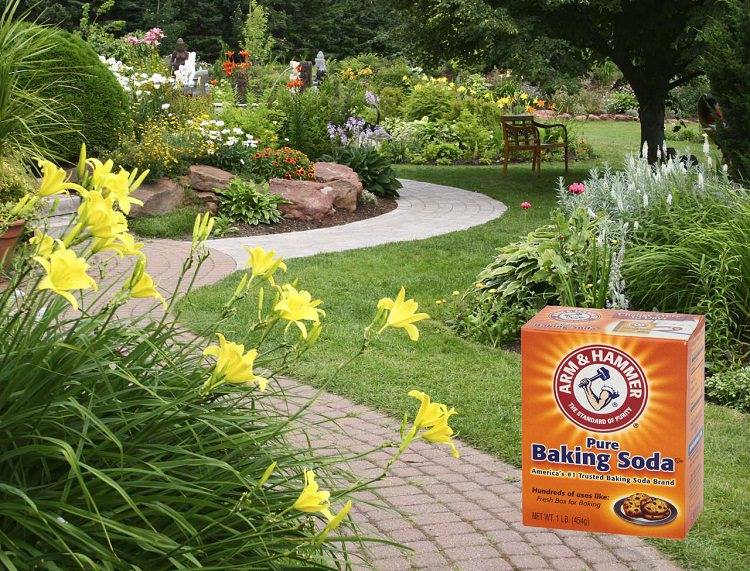 baking-soda-garden