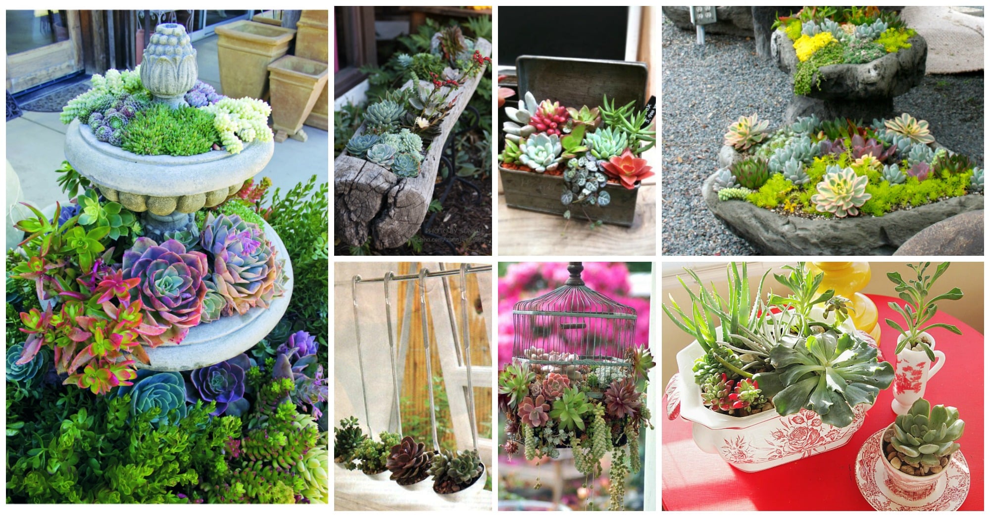 diy-ideas-amazing-succulent-garden