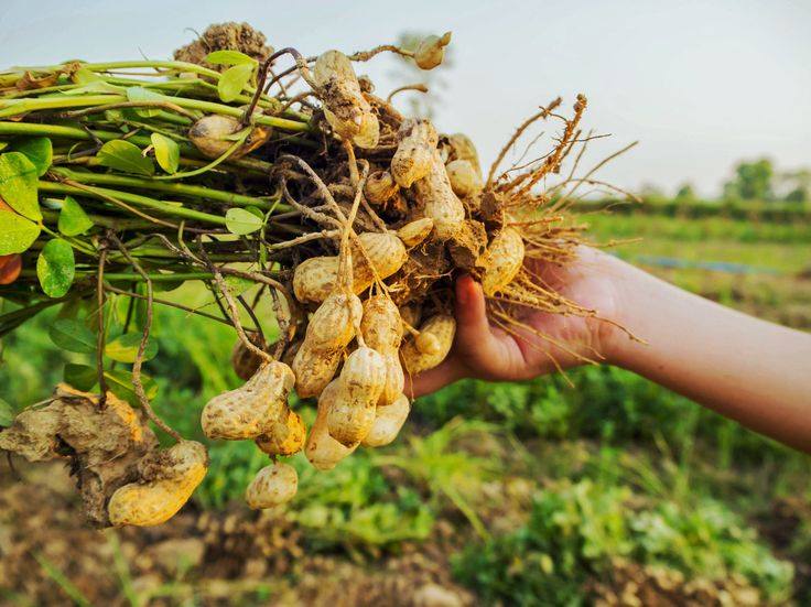 growing-peanuts
