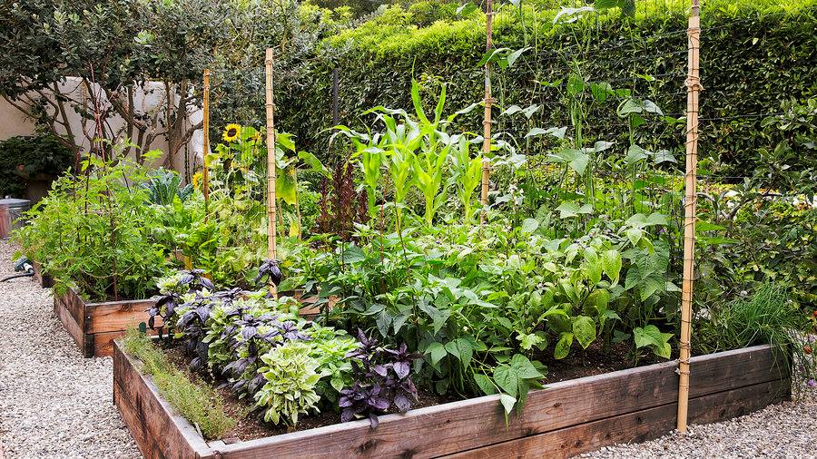 10-edible-facts-plants
