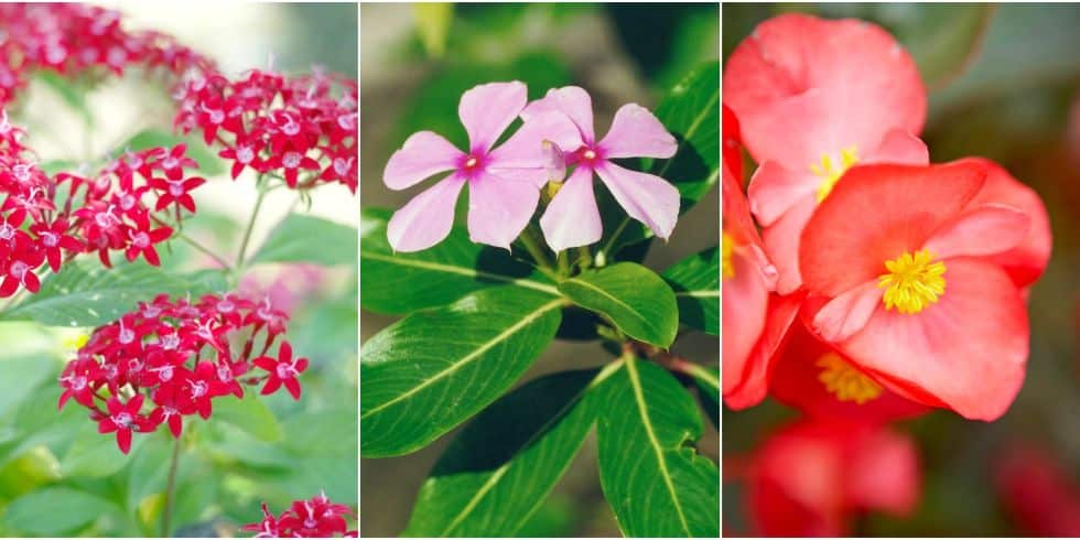 10-heat-tolerant-plants