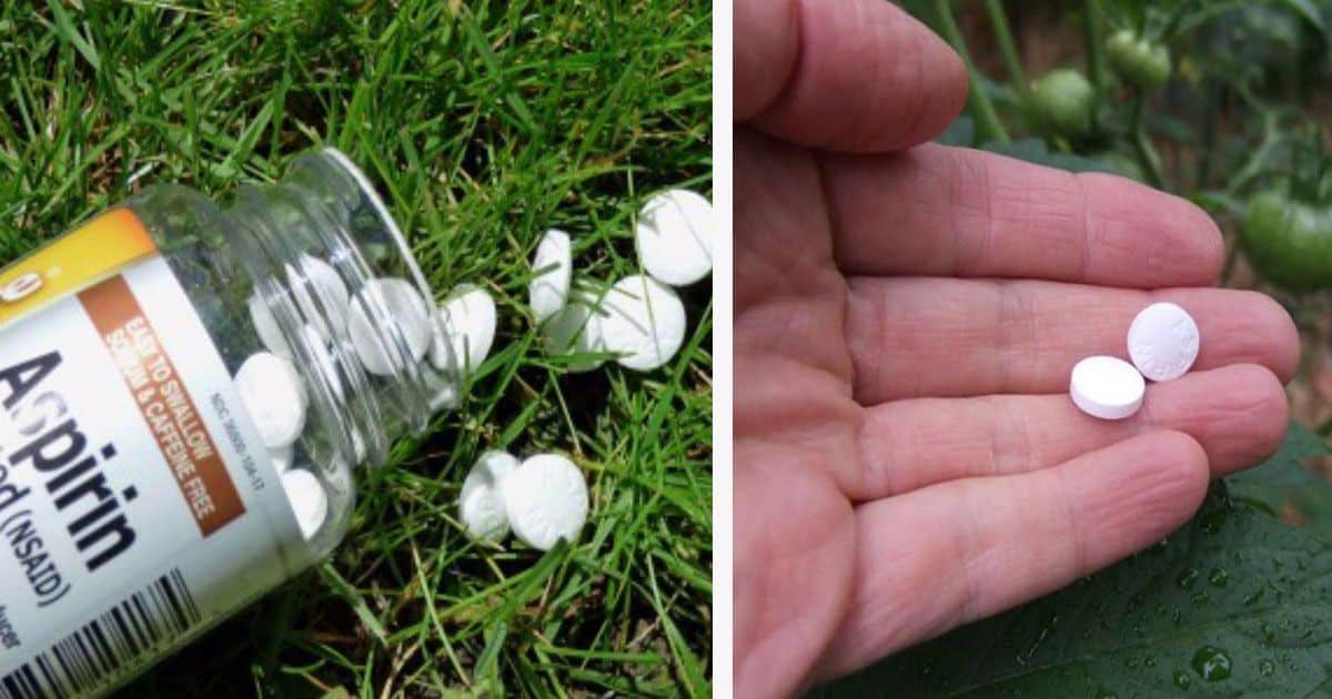 aspirin-garden