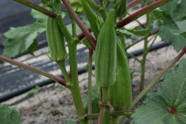 growing-ocra-at-home