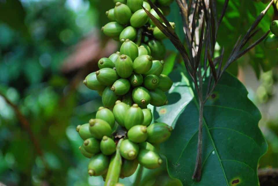 indoor-coffee-bean-plants