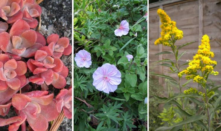 10-perennials-plant-garden