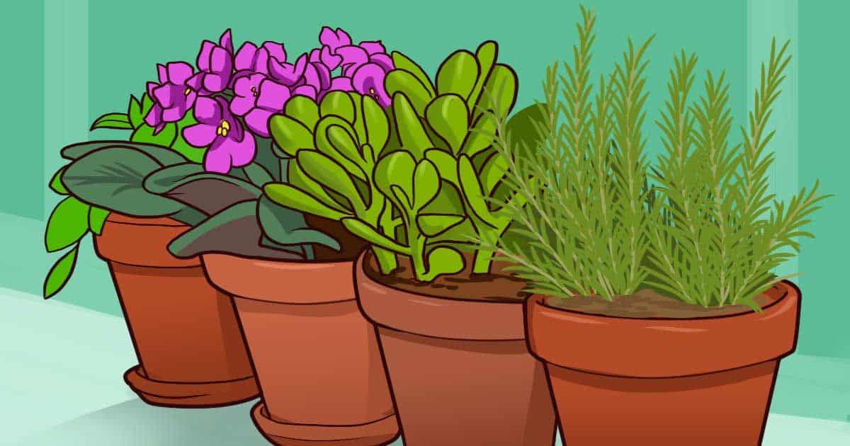 10-plants-good-fortune-happiness