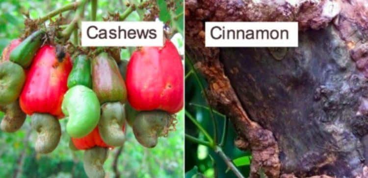 19-foods-that-actually-grow