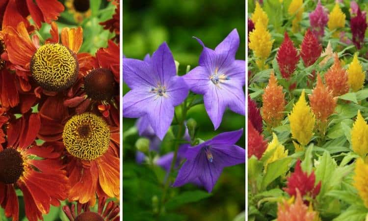 25-fall-flowers-plants