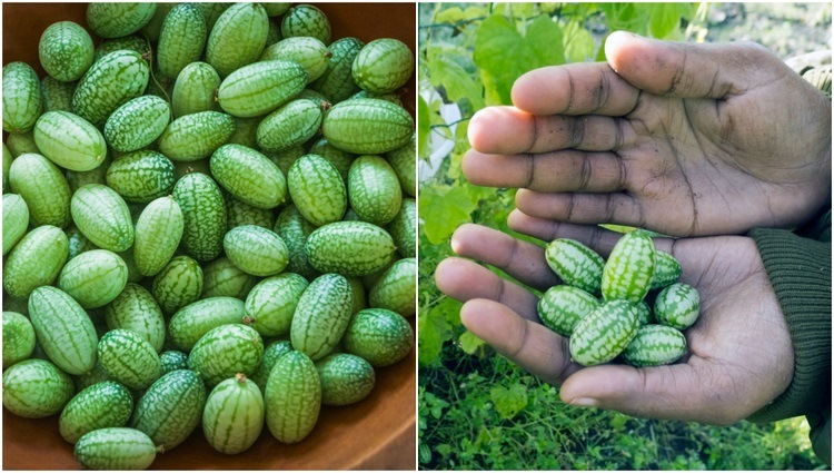 how-to-grow-cucumbers