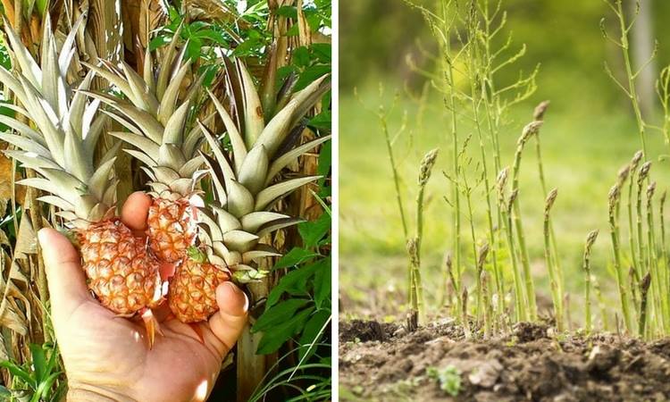 plant-once-plants