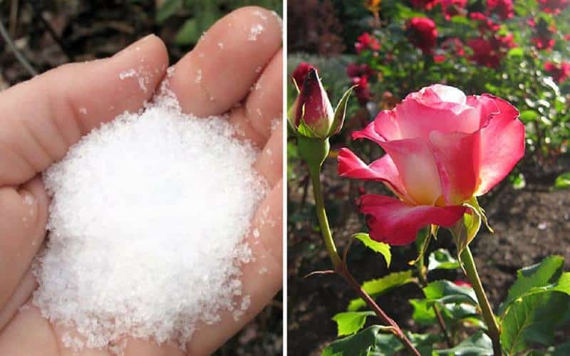 use-epsom-salt