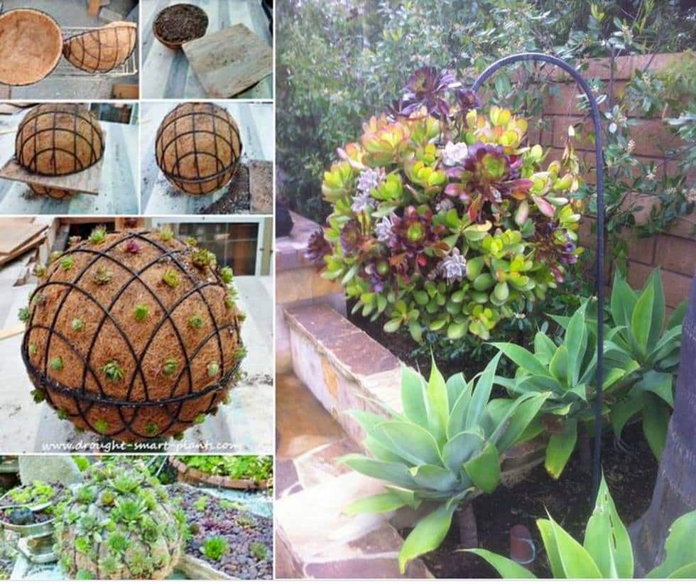 hanging-succulent-ball