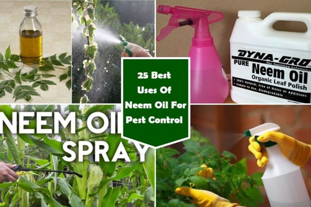 25-neem-oil-garden-uses