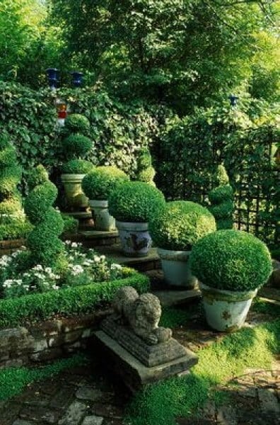 Boxwood Shrubs: The Ultimate Guide to Growing and Caring for This ...