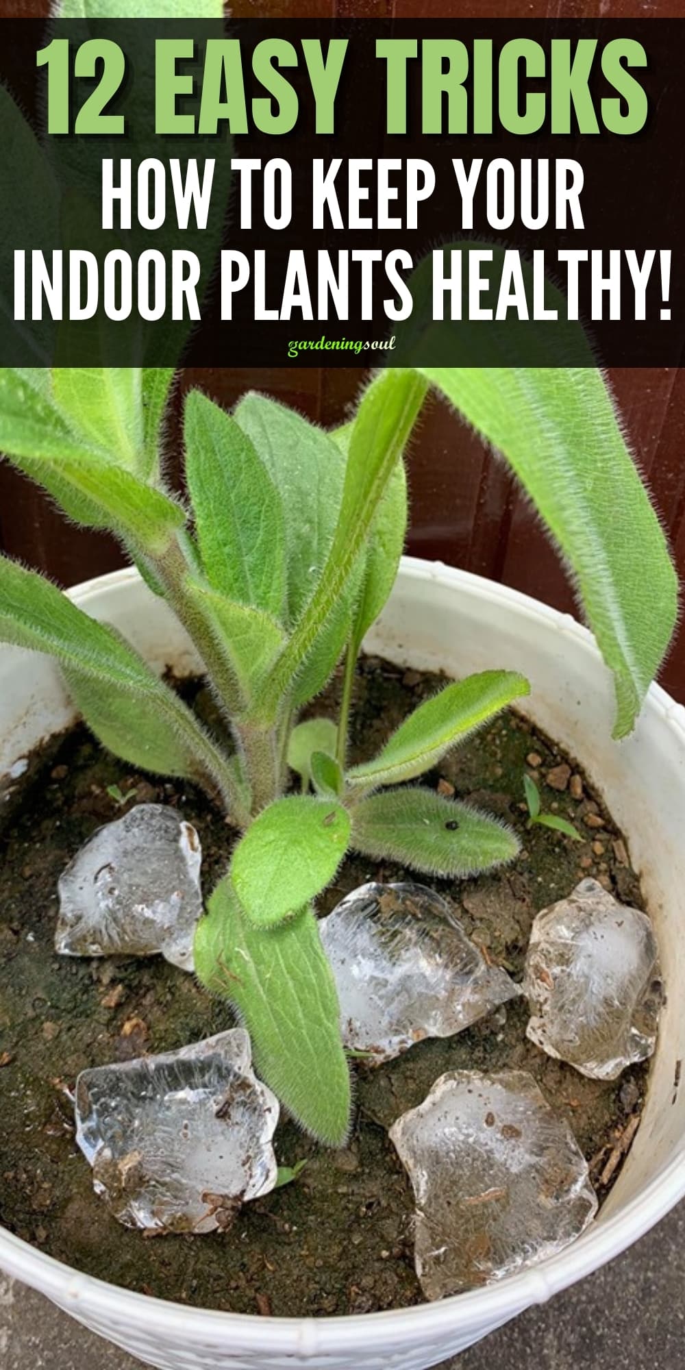 12 Easy Tricks-How To Keep Your Indoor Plants Healthy!