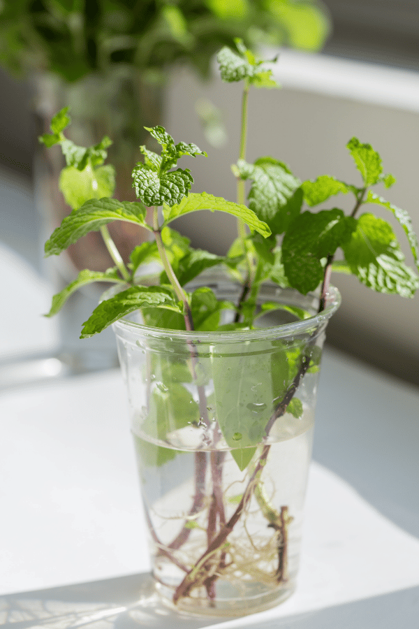 10 Herbs You Can Grow Indoors in Water All Year Long