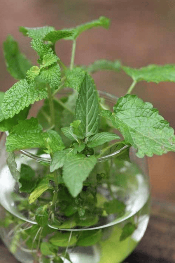 10 Herbs You Can Grow Indoors in Water All Year Long