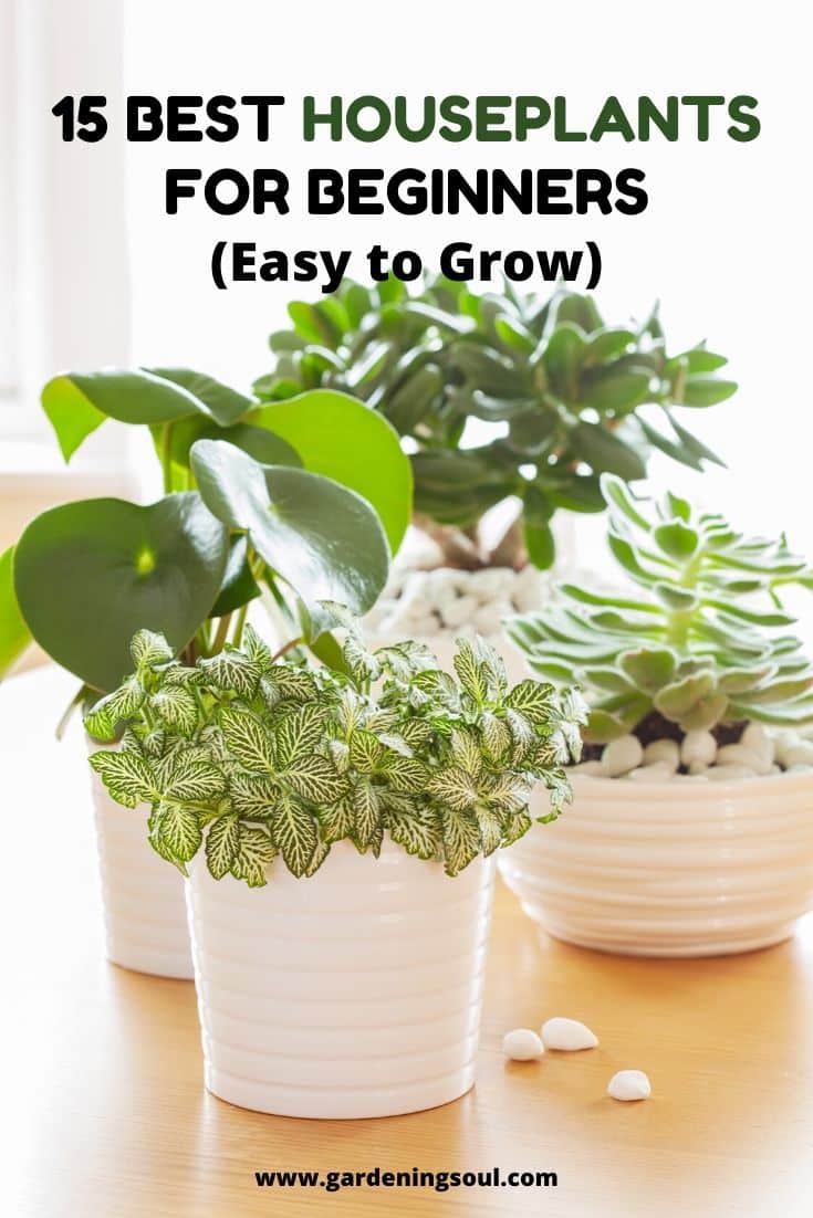15 Best Houseplants for Beginners (Easy to Grow)