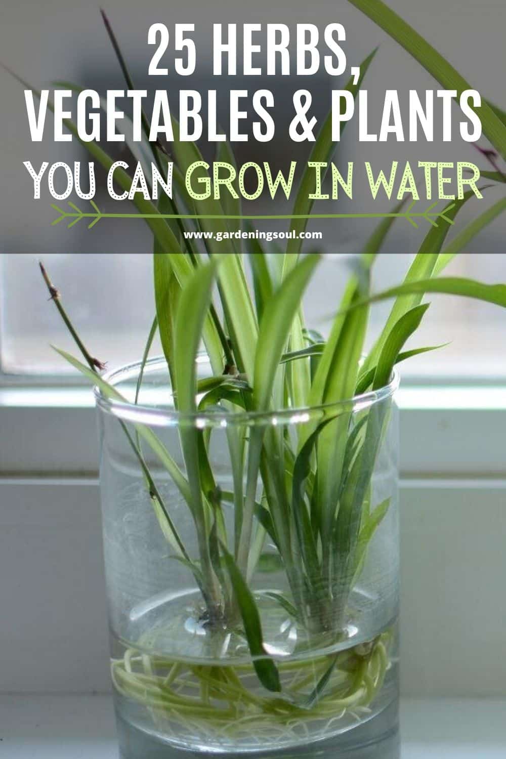 25 Herbs, Vegetables & Plants You Can Grow In Water