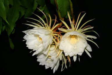 10 Flowers that Bloom at Night