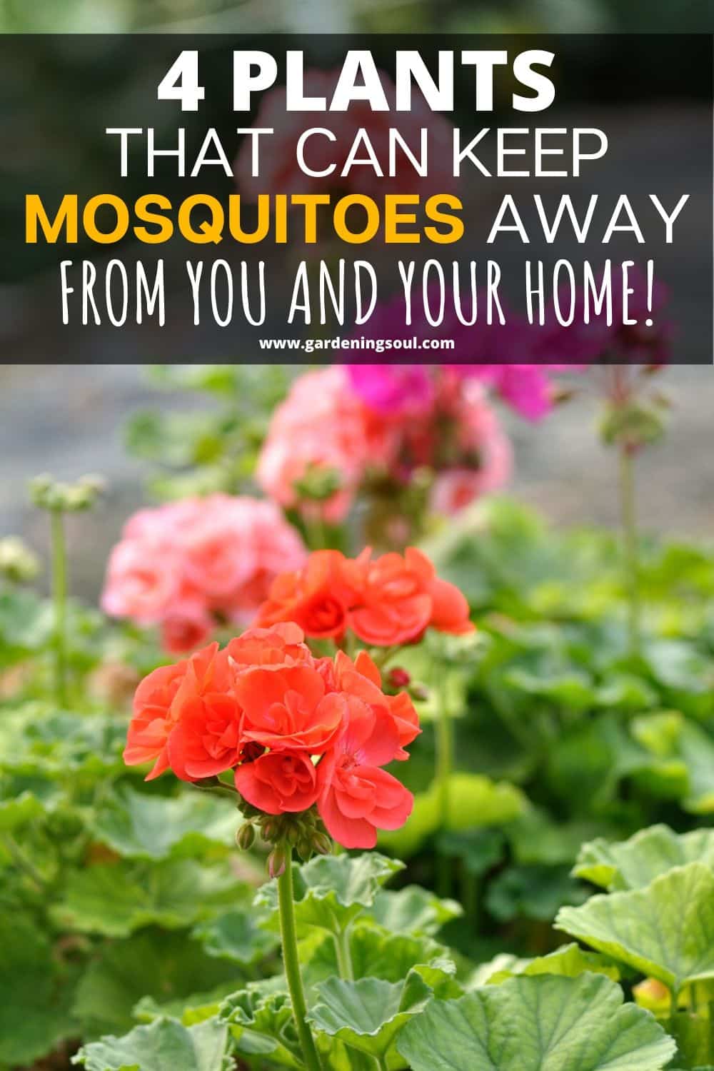 4 Plants That Can Keep Mosquitoes Away From You and Your Home!