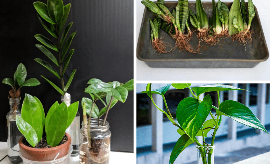 4 Houseplants You Can Easily Propagate From Cuttings