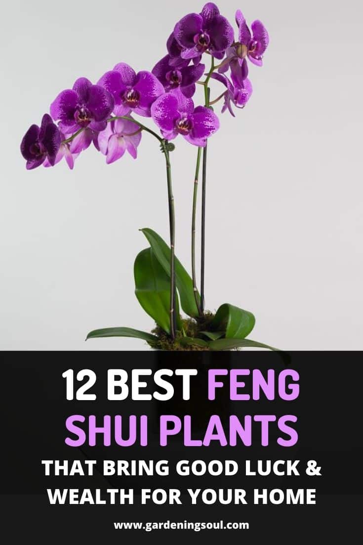 12 Best Feng Shui Plants That Can Bring Good Luck & Wealth for Your Home