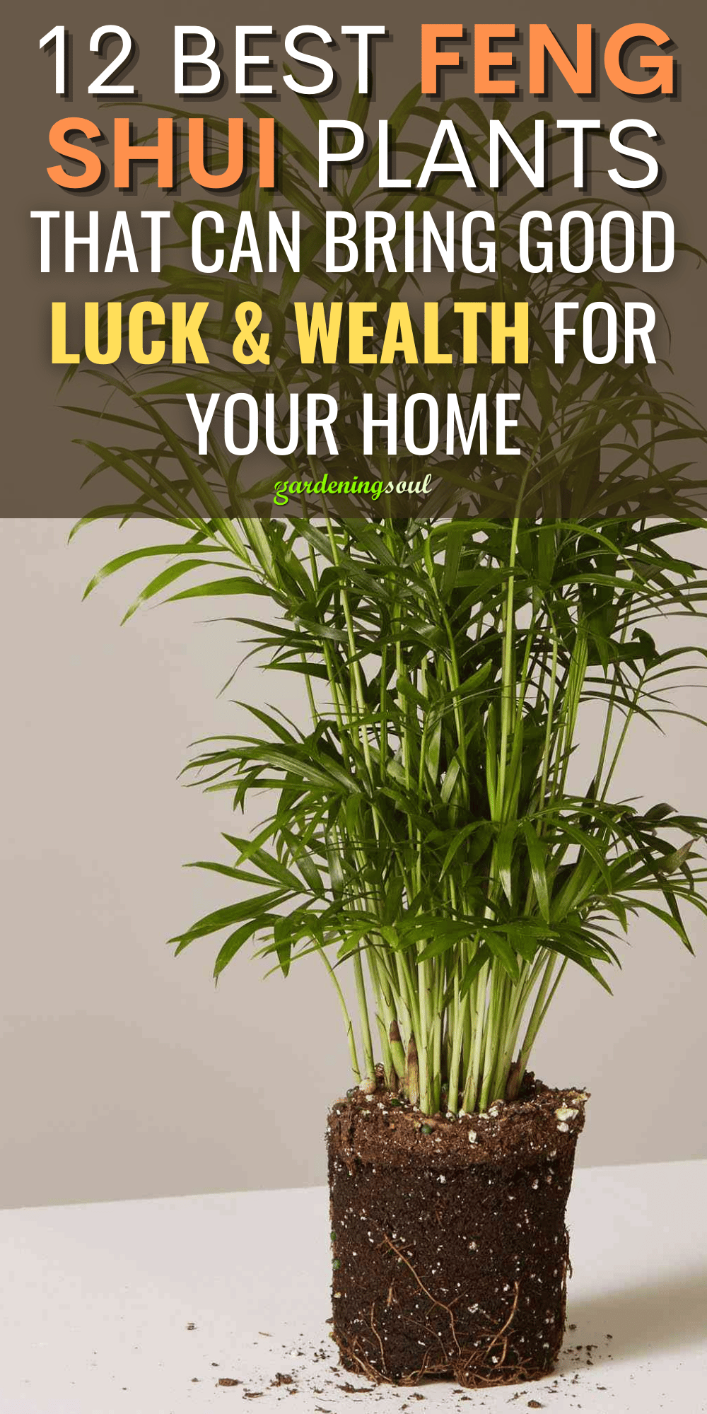 12 Best Feng Shui Plants That Can Bring Good Luck & Wealth for Your Home