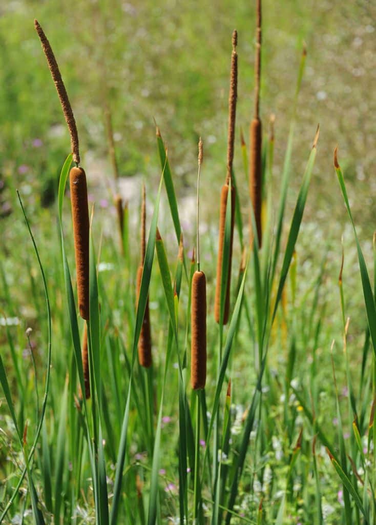 10 Plants That Attract Dragonflies for Mosquito Control