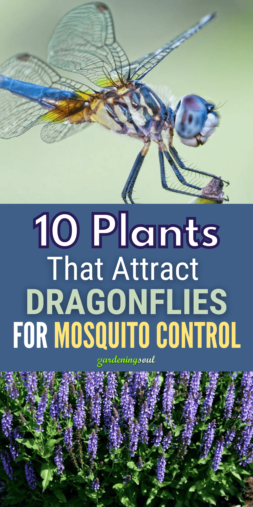 10 Plants That Attract Dragonflies for Mosquito Control