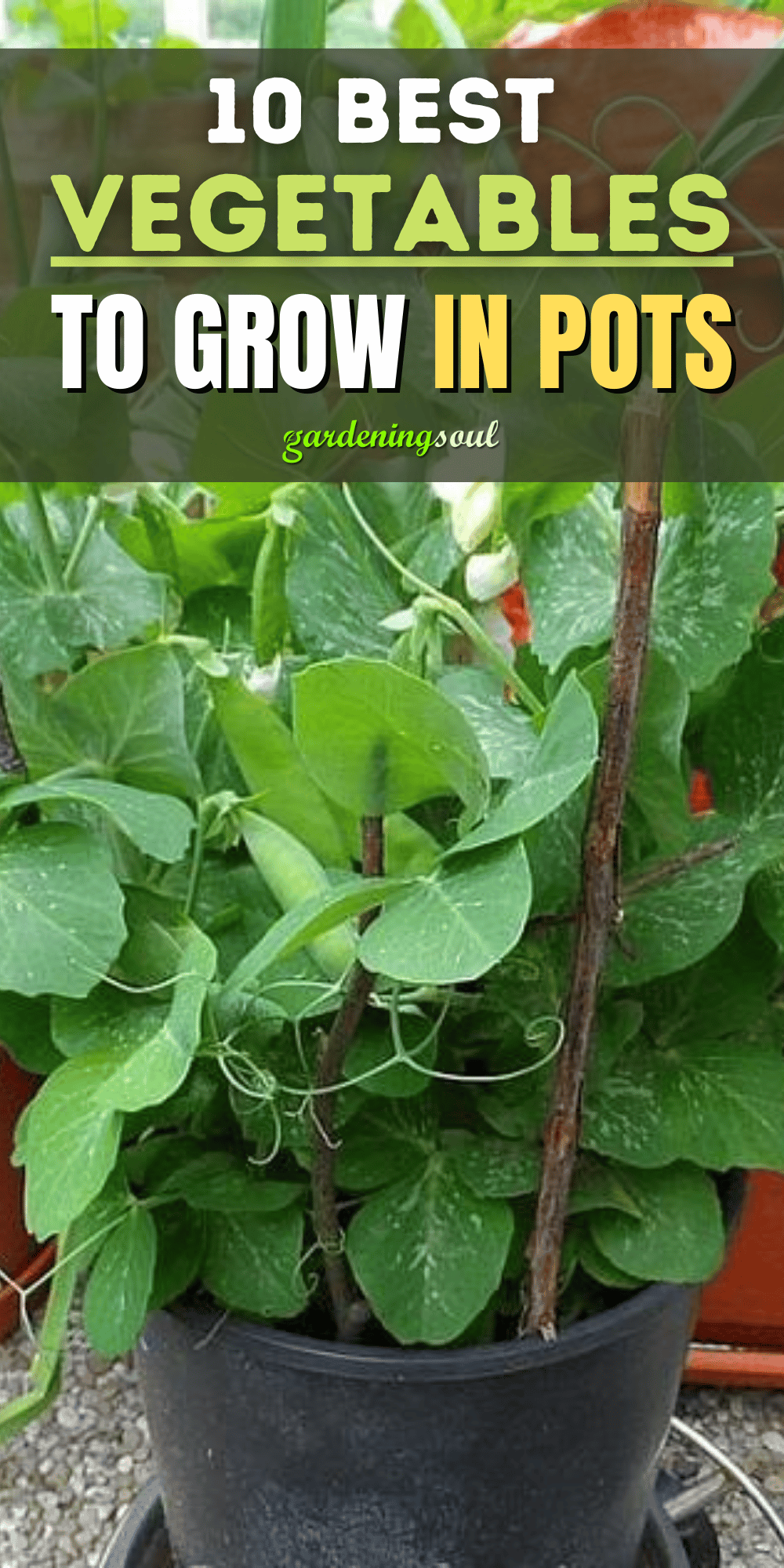 List of vegetables visual data 6