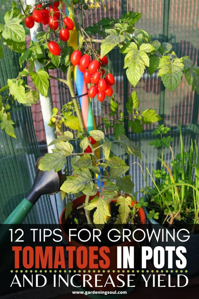 12 Tips for Growing Tomatoes in Pots and Increase Yield