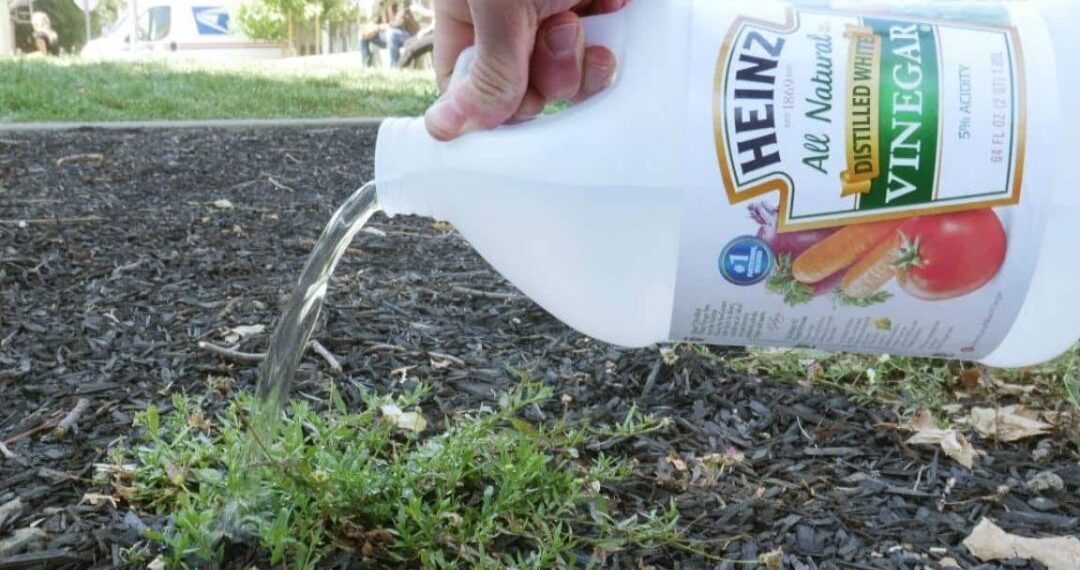 7 Homemade Weed Killers: Natural, Safe, Non-Toxic DIY Weed Killers