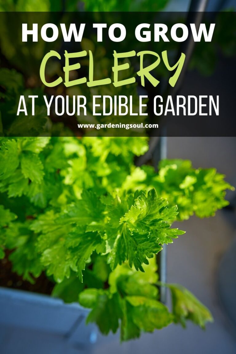 How To Grow Celery At Your Edible Garden