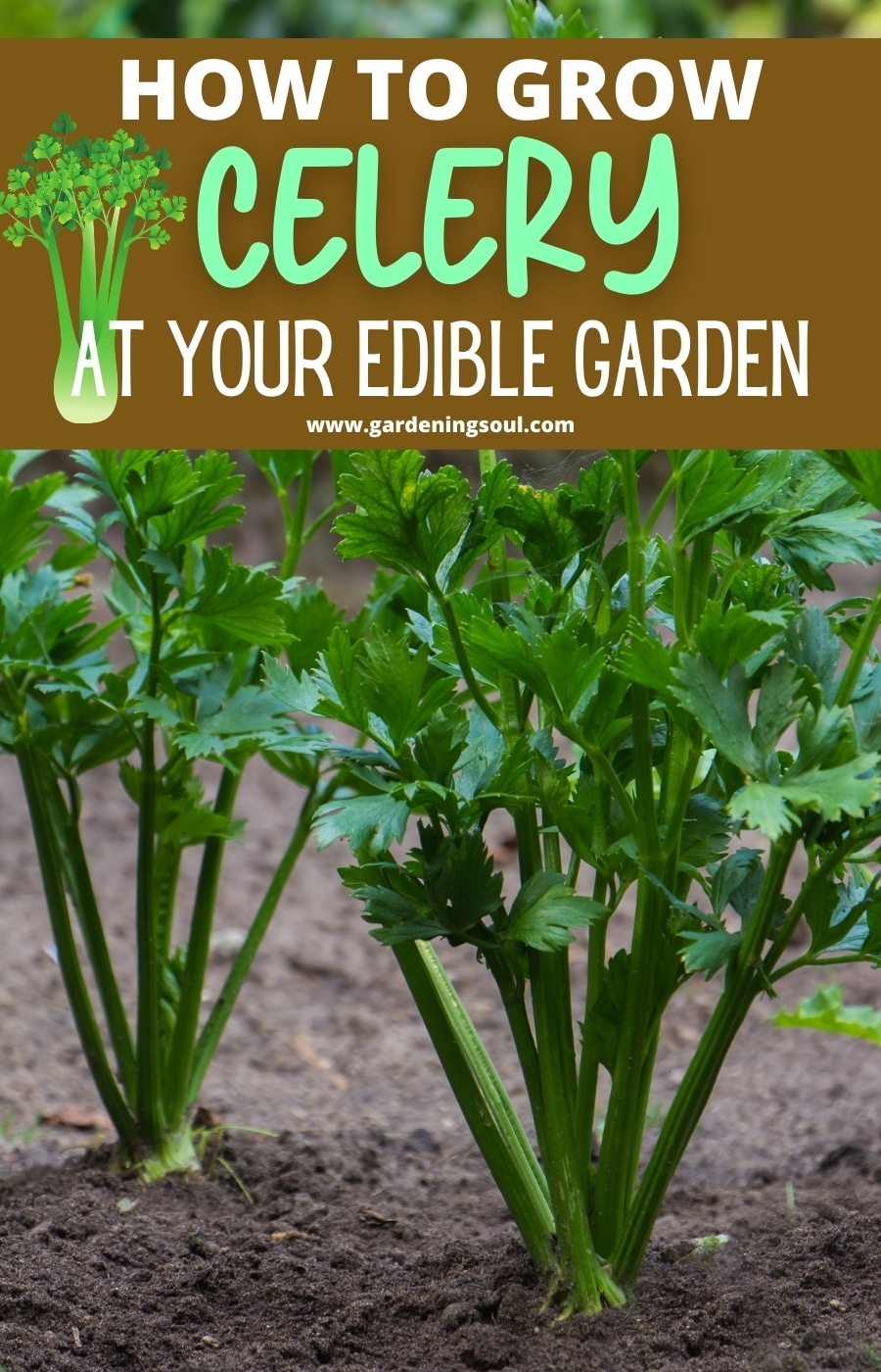 How To Grow Celery At Your Edible Garden