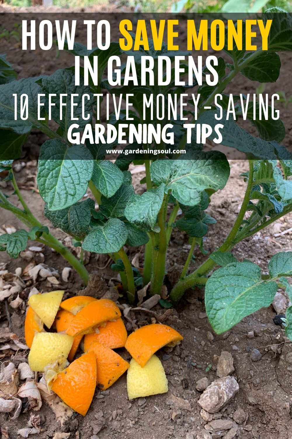 How To Save Money in Gardens: 10 Effective Money-Saving Gardening Tips