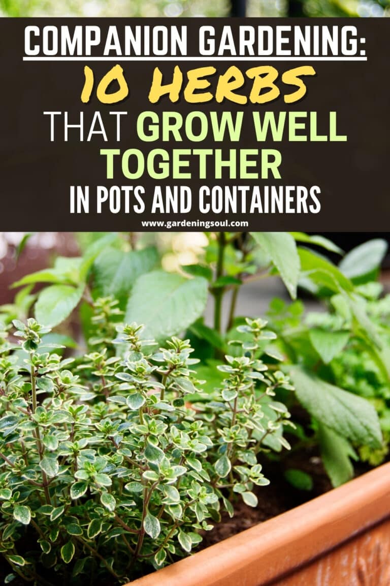 Companion Gardening: 10 Herbs That Grow Well Together In Pots And ...
