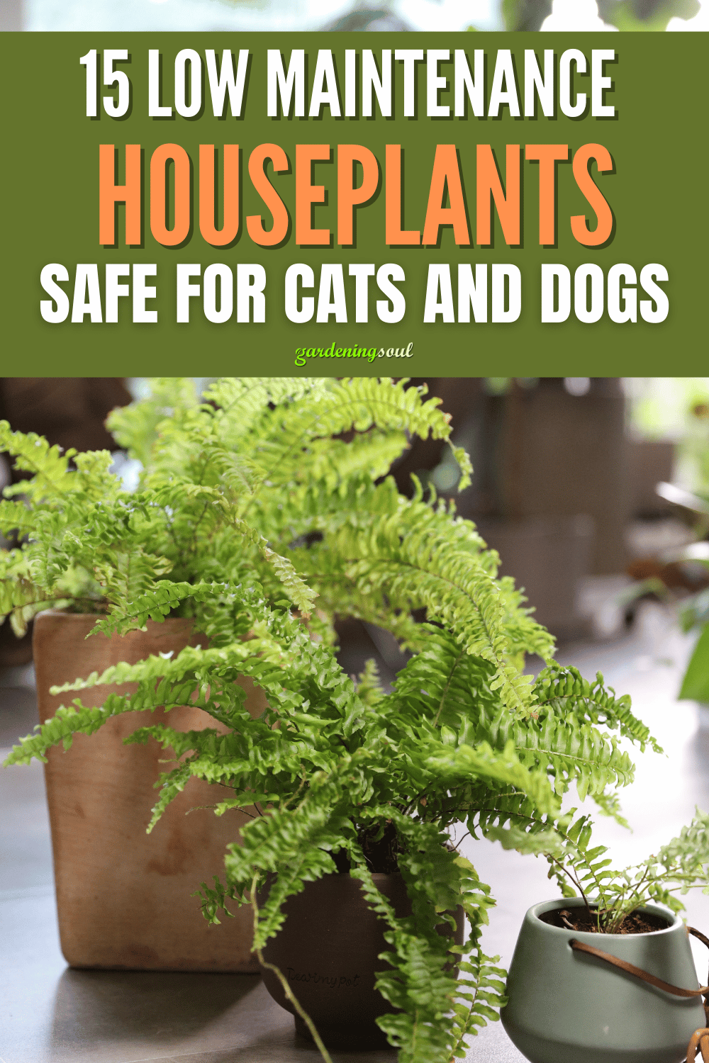 15 Low Maintenance Houseplants Safe for Cats and Dogs