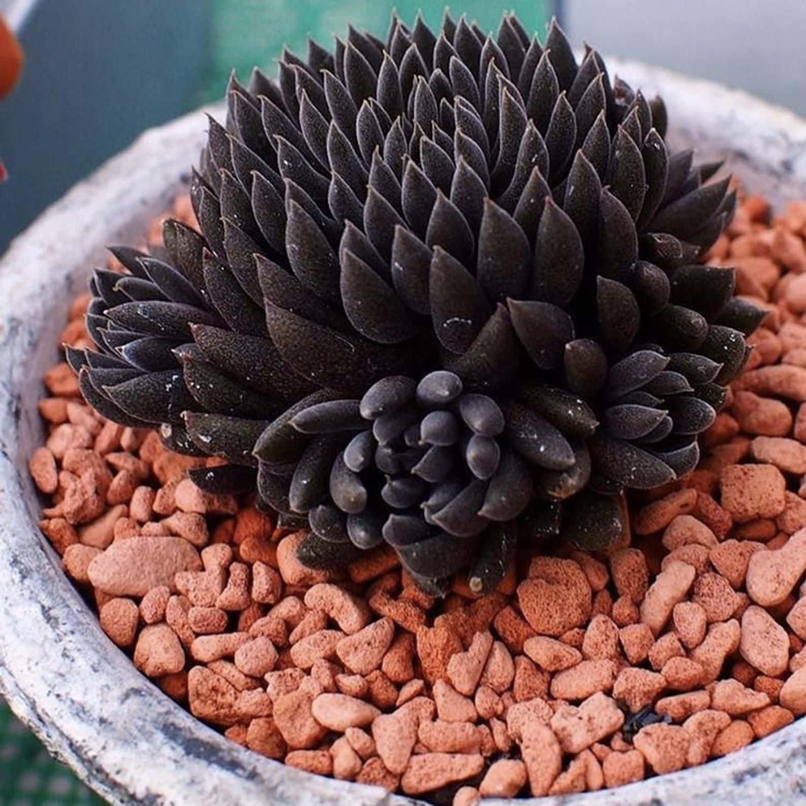 Feeling Goth or Dark Chic? Here Are 13 Interesting Black Indoor Plant