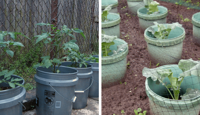 9 Foods You Can Grow In Buckets All Year - Gardening Soul