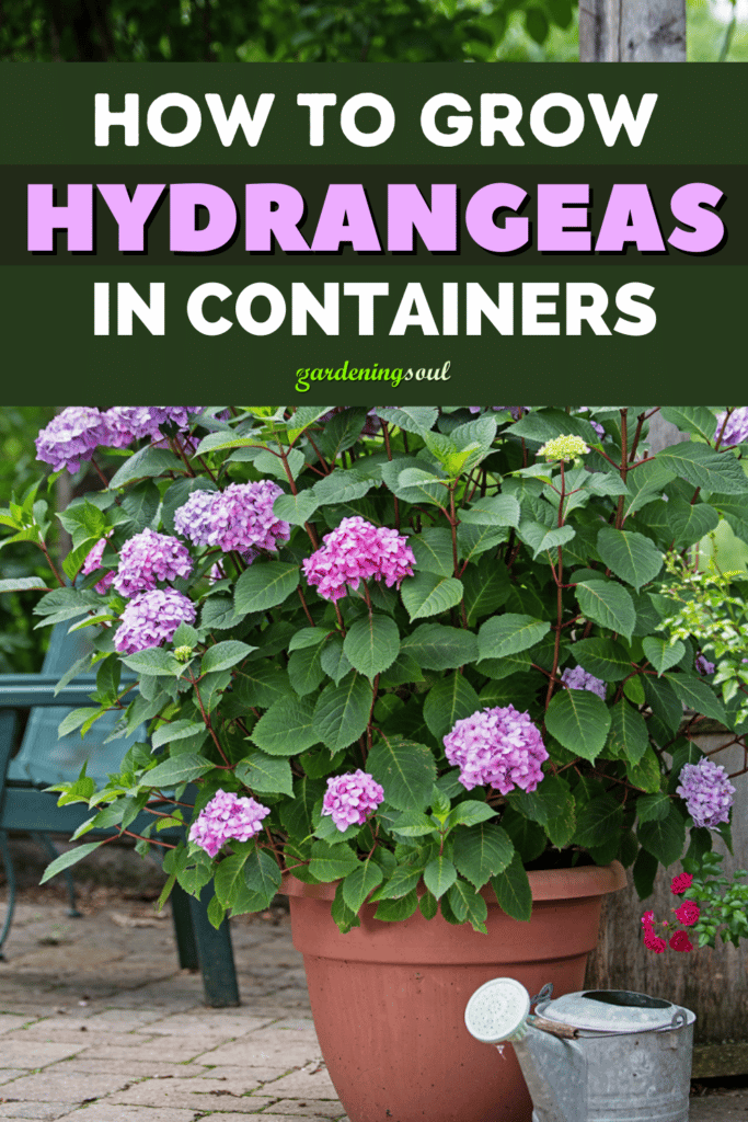 How To Grow Hydrangeas In Containers