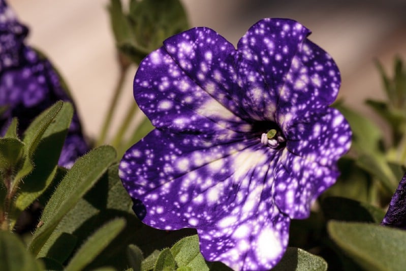 How to Grow Night Sky Petunias and Stare Into the Universe