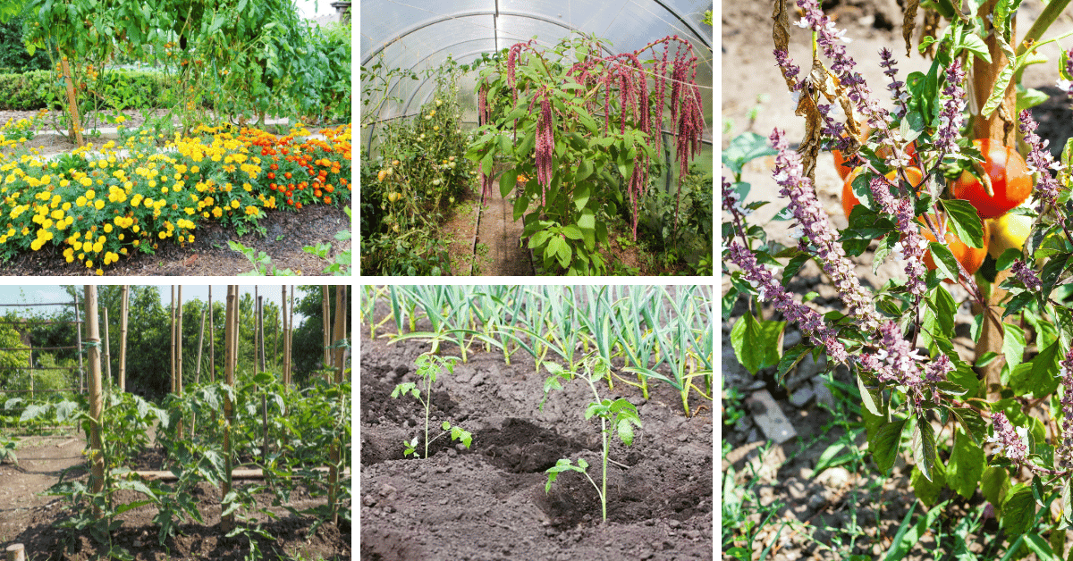 12 Best Plants for Companion Planting With Tomatoes - Gardening Soul
