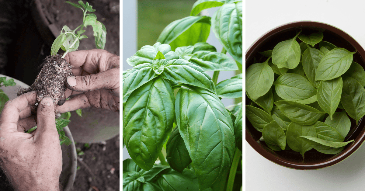 How to Plant, Grow and Harvest Basil – Complete Guide - Gardening Soul
