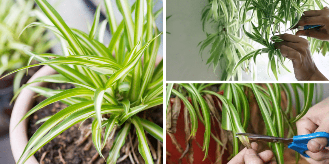 How To Prune A Spider Plant | Best Tips