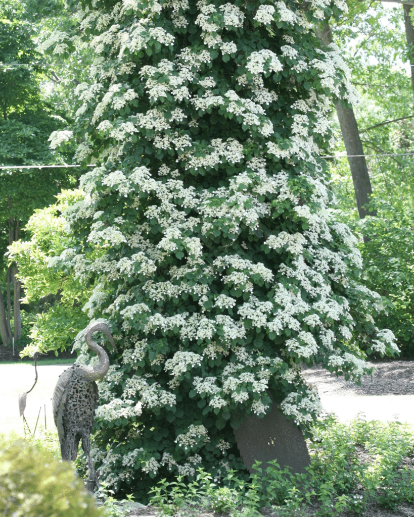 15 Beautiful Vines That Grow on Trees