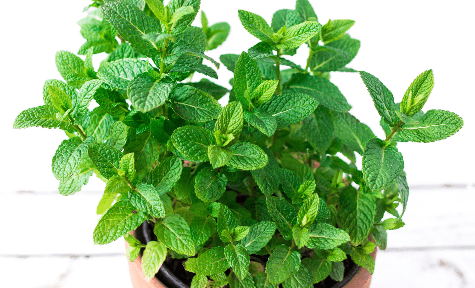 How to Grow Tons Of Fresh Mint in Containers