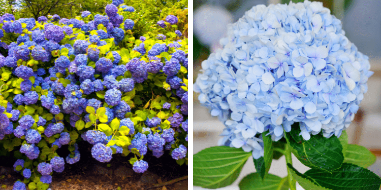 How to Prepare Your Hydrangeas in September for More Blooms Next Spring